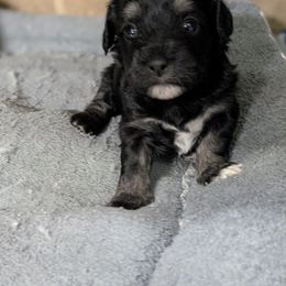 Jett - Black male Coton de Tulear puppy in Mead, Oklahoma from Bar W Cotons