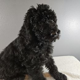 Poodle Puppies from PDX Doodle Works