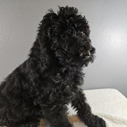 Poodle Puppies from PDX Doodle Works