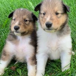 Collies from Northern Classic Collies