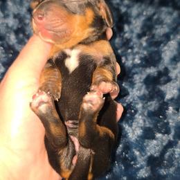 Black and tan girl - Black and tan female Dachshund puppy in West Plains, Missouri from Spring Creek Dachshunds