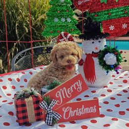 Blaze - Cream male Poodle puppy in Dallas, Texas from Halo's Heroes Doodles