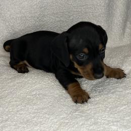 Shooter - Black and tan male Dachshund puppy in Mocksville, North Carolina from The Dachs of Hazzard Dachshunds