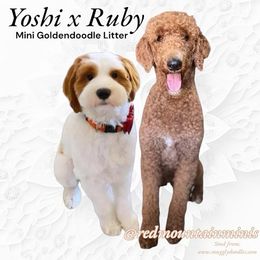 Goldendoodle puppies from Red Mountain Minis
