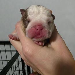 Female 5 - Chocolate tri-color female Bulldog puppy in Warsaw, New York from Hillview Kennels