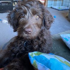 Double Doodle and Goldendoodle Puppies from Bert's Doodles