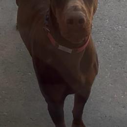 Vipe - Doberman Pinscher
