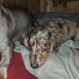 Dachshund Puppies from MNE Miniature Dachshunds
