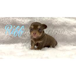 Riff - Chocolate and tan male Chihuahua puppy in Patchogue, New York from Cloudshadow Kennels
