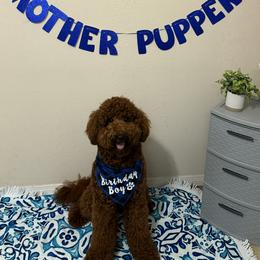 Bubba - Red  male Goldendoodle puppy in Austin, Texas from Austin Doodles & Poodles