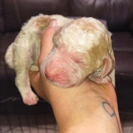 Apricot and white parti - Parti female Goldendoodle puppy in La Junta, Colorado from Double J’s Doodles