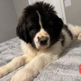 Red girl - White and black female Pyrenean Mastiff puppy in Sonora, California from Mastini Sierra Pyrenean Mastiffs