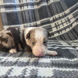 Buster - Red merle male Border Collie puppy in Gary, Indiana from Lake Ridge Border Collies