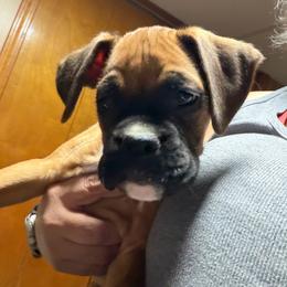 Lenny - Fawn male Boxer puppy in Charleroi, Pennsylvania from KC’s Boxers