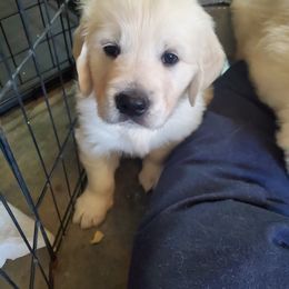 Golden Retriever Puppies from Kansas Prairie Pups