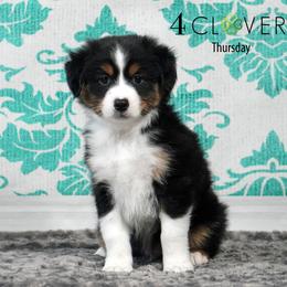 Thursday - Black tri male Miniature American Shepherd puppy in Carlisle, Pennsylvania from 4 Clovers Kennel