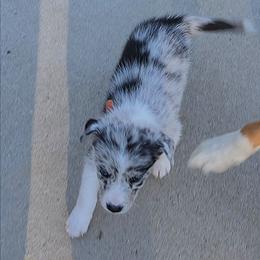 Girl 1 Orange - Atypical merle female Border Collie puppy in Bradley, South Carolina from DiCola Farm