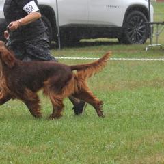 Caleb - Irish Setter