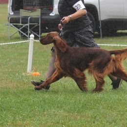 Caleb - Irish Setter