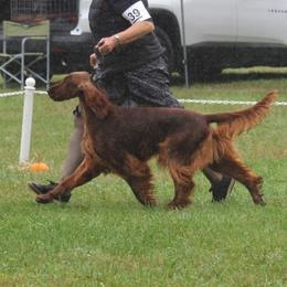 Caleb - Irish Setter