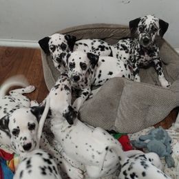 Dalmatian and Havanese Puppies from Anni's Spots