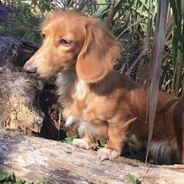 Dachshunds from Crimson’s longhair Dachshunds