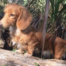 Dachshunds from Crimson’s longhair Dachshunds