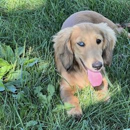 Nora - Dachshund