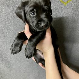 Sprig - Black male Labrador Retriever puppy in Newaygo, Michigan from Royal Oak Gundogs