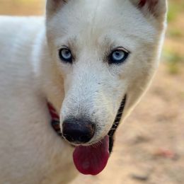 Scylla - Siberian Husky