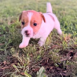 Ramsey - White and tan female Russell Terrier puppy in Valley Mills, Texas from Bar Rafter C Shorty Jacks