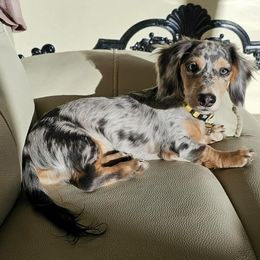 Dachshund Puppies from Southern Ridge Kennels