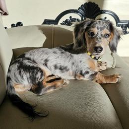 Dachshund Puppies from Southern Ridge Kennels