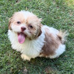 Lucas - Tricolor male Shih Tzu puppy in Covington, Georgia from Top Hats 2  Shih Tzu’s