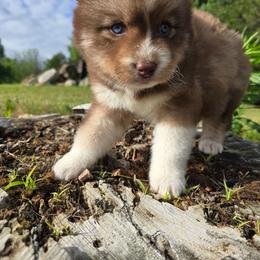 Cinnamon - Brown and white female Siberian Husky puppy in Addison, Michigan from Gray Run Siberian Huskies