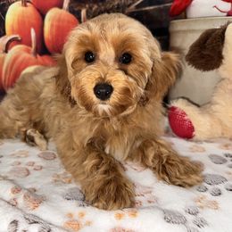 Pippin - Apricot male Cavapoo puppy in Lebanon, Missouri from Perkins Pups