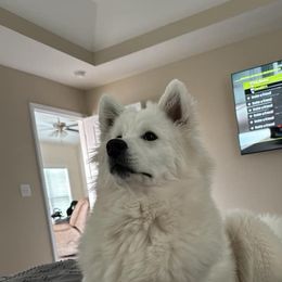 Samoyed All Grown Up from Stirling Silver Samoyeds