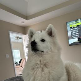 Samoyed All Grown Up from Stirling Silver Samoyeds