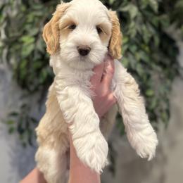 Spud - Apricot male Australian Labradoodle puppy in Newdale, Idaho from Grand Peaks Labradoodles