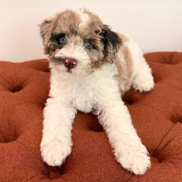 Sophia - Brown merle female Aussiedoodle puppy in Allen, Texas from Calena’s Doodles