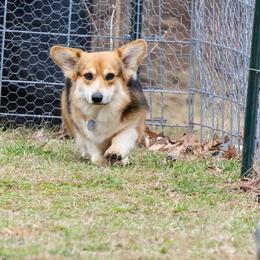 Pembroke Welsh Corgis from Rachael Singletary