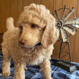 Ricky (ORICK) - Blue Collar Boy - Apricot male Poodle puppy in Charlo, Montana from Heavenly Hilltop Farm