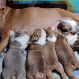 Boston Terriers from Thomas's Boston Terriers