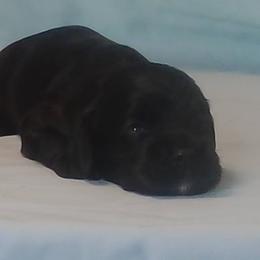 Theodore - Black male Cocker Spaniel puppy in Crossville, Tennessee from Timber Sunrise Cockers