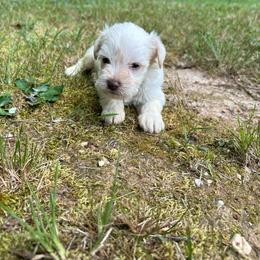 Jack - White male Miniature Schnauzer puppy in Clover, South Carolina from Bobo’s Babies Kennels