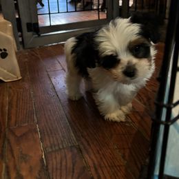 Snickers - Liver male Yorkshire Terrier puppy in Chicago, Illinois from Cuddly Cutts Pets