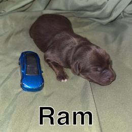 Ram - Red tri male Toy Australian Shepherd puppy in Medical Lake, Washington from MAS Gone Rogue