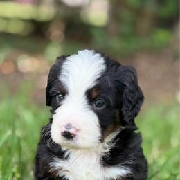 Davenport - Tri-color male Bernedoodle puppy in Clermont, Florida from Shadow Bernedoodles & Dog Training