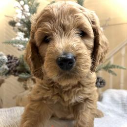 Red - Red  male Goldendoodle puppy in Newnan, Georgia from Old Line Doodles