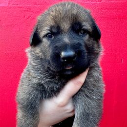 Esme - Sable female German Shepherd puppy in Lake Elsinore, California from MK-K9 L.L.C.